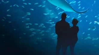 Nausicaa : documentaire inédit sur le plus grand aquarium d’Europe diffusé le 14 juin sur 6ter