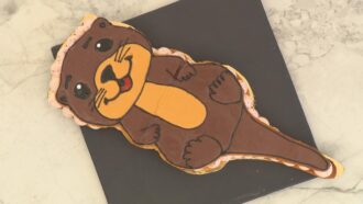 La recette surprenante de la tarte “loutre” hibiscus pamplemousse de Margot pour l’épreuve créative du Meilleur Pâtissier 2025