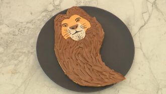 Recette de gâteau “Mufasa” de Seb pour l’épreuve créative du Meilleur Pâtissier (émission 8)