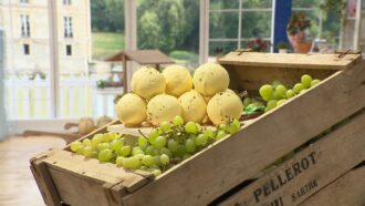 Grappe de raisin XXL : la recette de Victoria pour du 20 novembre (Le Meilleur Pâtissier)