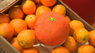 Orange XXL : la recette du gâteau de Mathieu pour du 20 novembre (Le Meilleur Pâtissier)